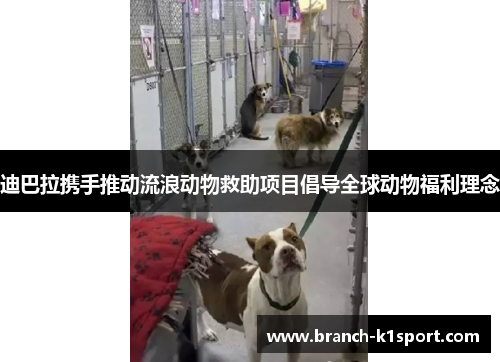 迪巴拉携手推动流浪动物救助项目倡导全球动物福利理念